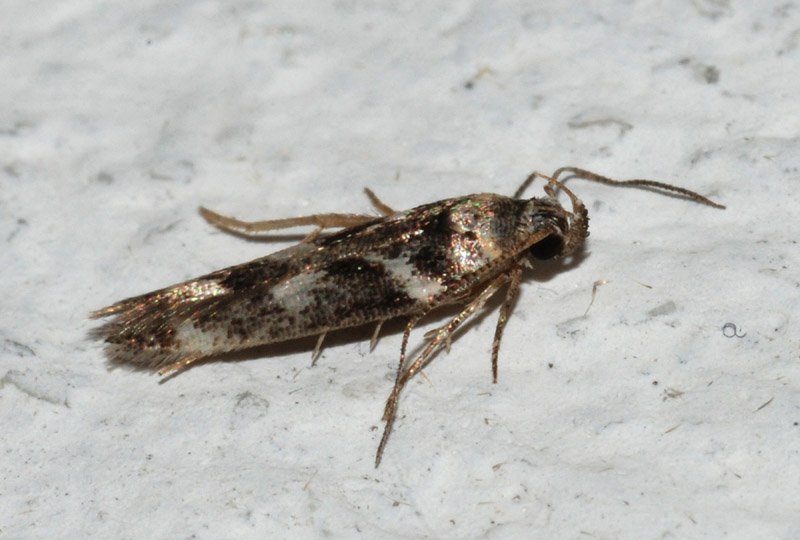 Gelechidae? - S, Caryocolum sp.